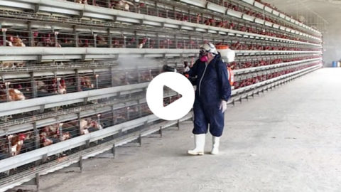 Image showcasing Poultry Mite Dust - PureScience